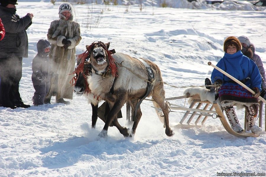 Everyone had a chance to have a ride in a reindeer sleigh.