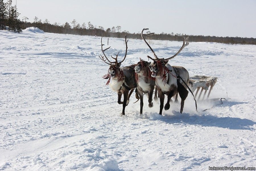 This reindeer sleigh was the first, but there is no woman in it.