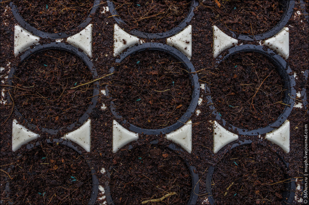 You can see the result of the line's work. Each pot, filled with a coconut substrate, has three seed...