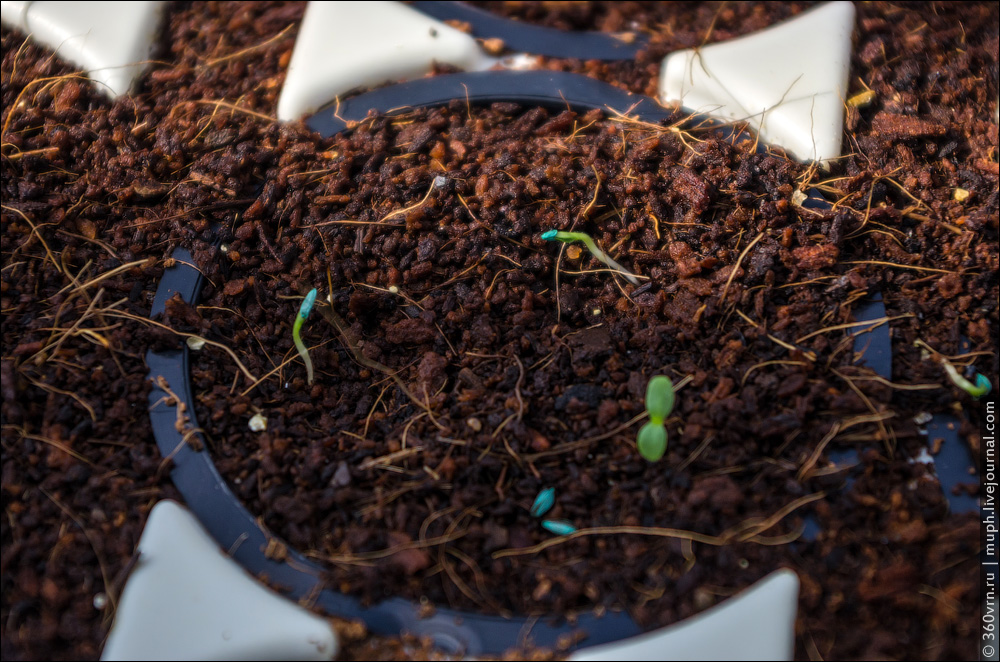 The next step. Trays with "fertilized" pots are placed in a cell with suitable temperature and humid...