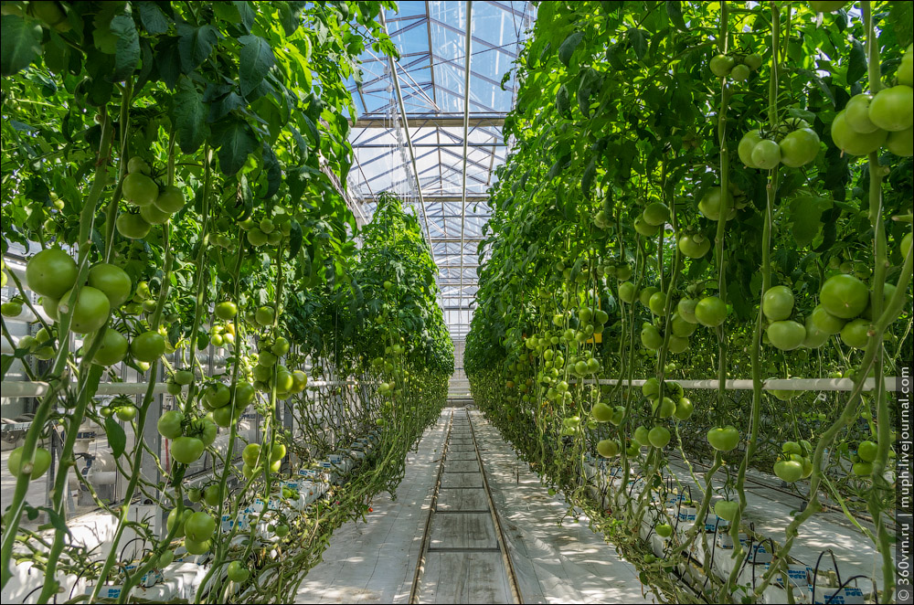 The area is equipped with a system of drip watering. It means that every of 350,000 plants has its o...