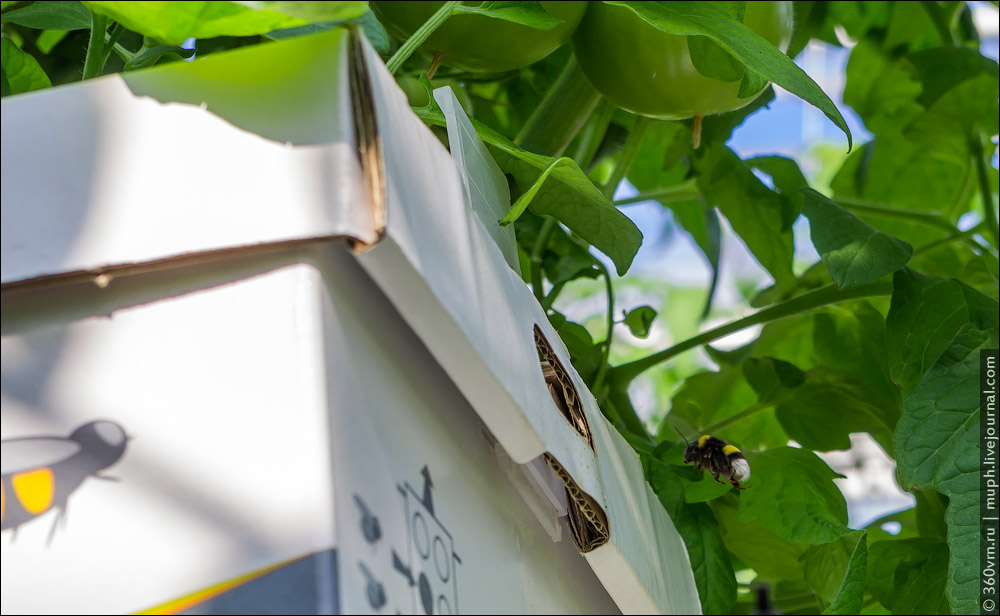 Since those cucumbers are pollinated by bees, there is a beekeeping at the facility. Bees are transp...