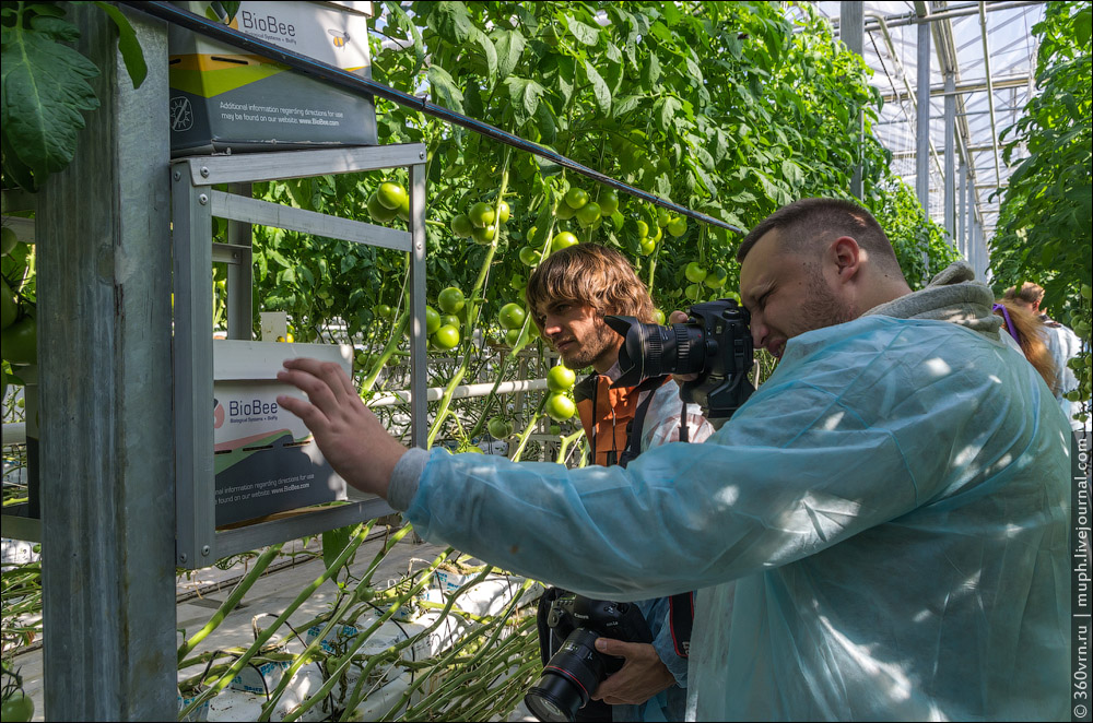 Sergey and Nikita are waiting to make a picture of bumblebee, and Nikita even knocks at their cardbo...